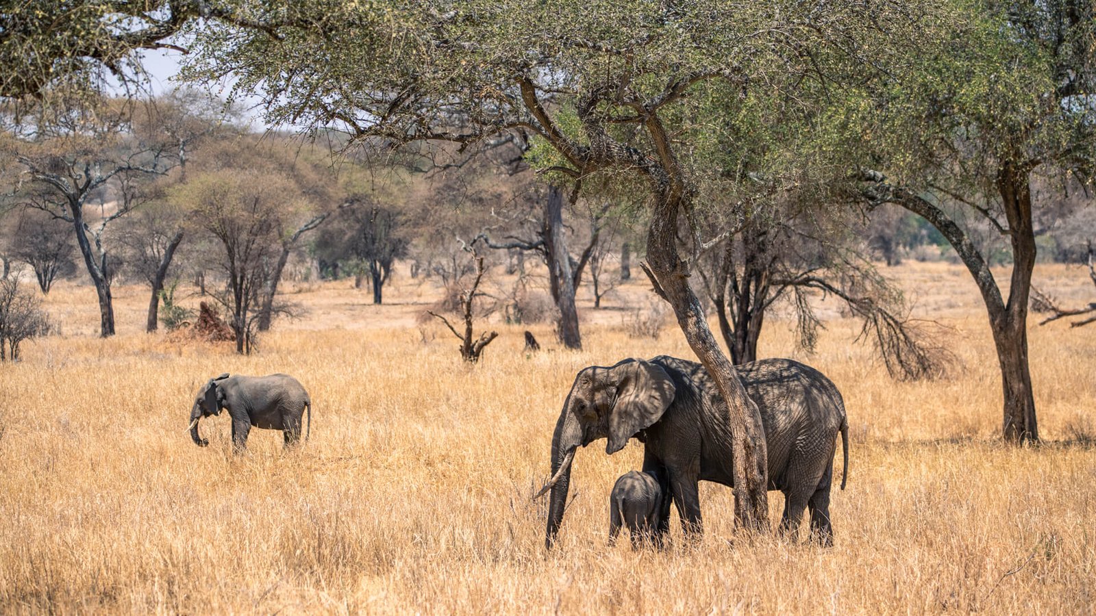 Elephants-Tarangire-Tanzania