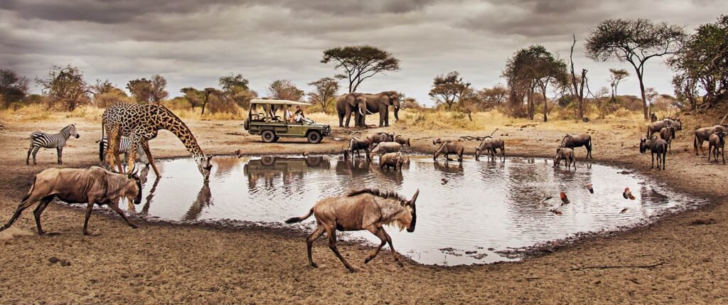 Game Drive in Tanzania