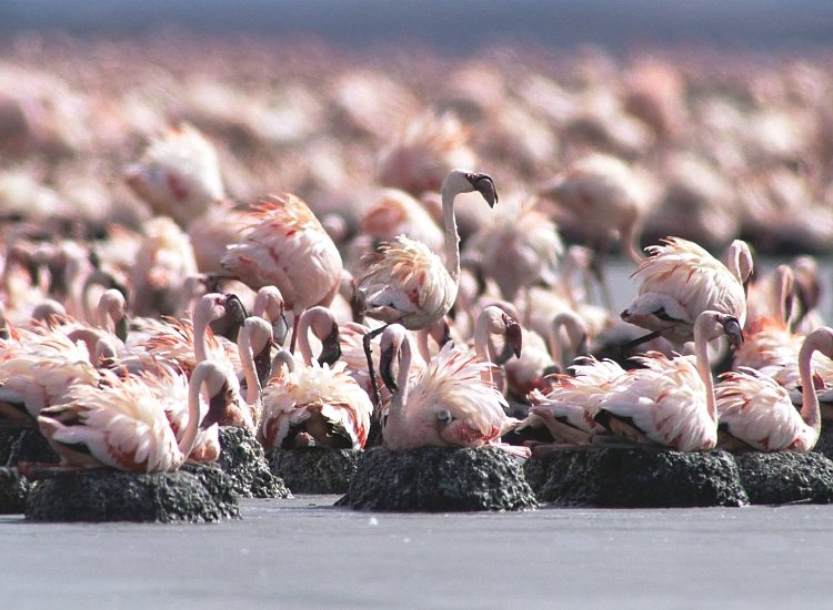 Lake Natron Tanzania