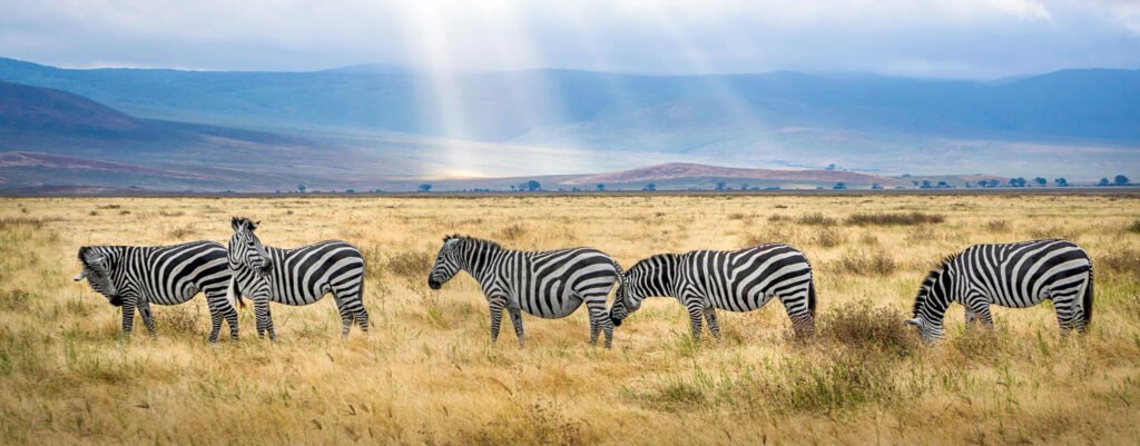 Mikumi National Park Tanzania Safari