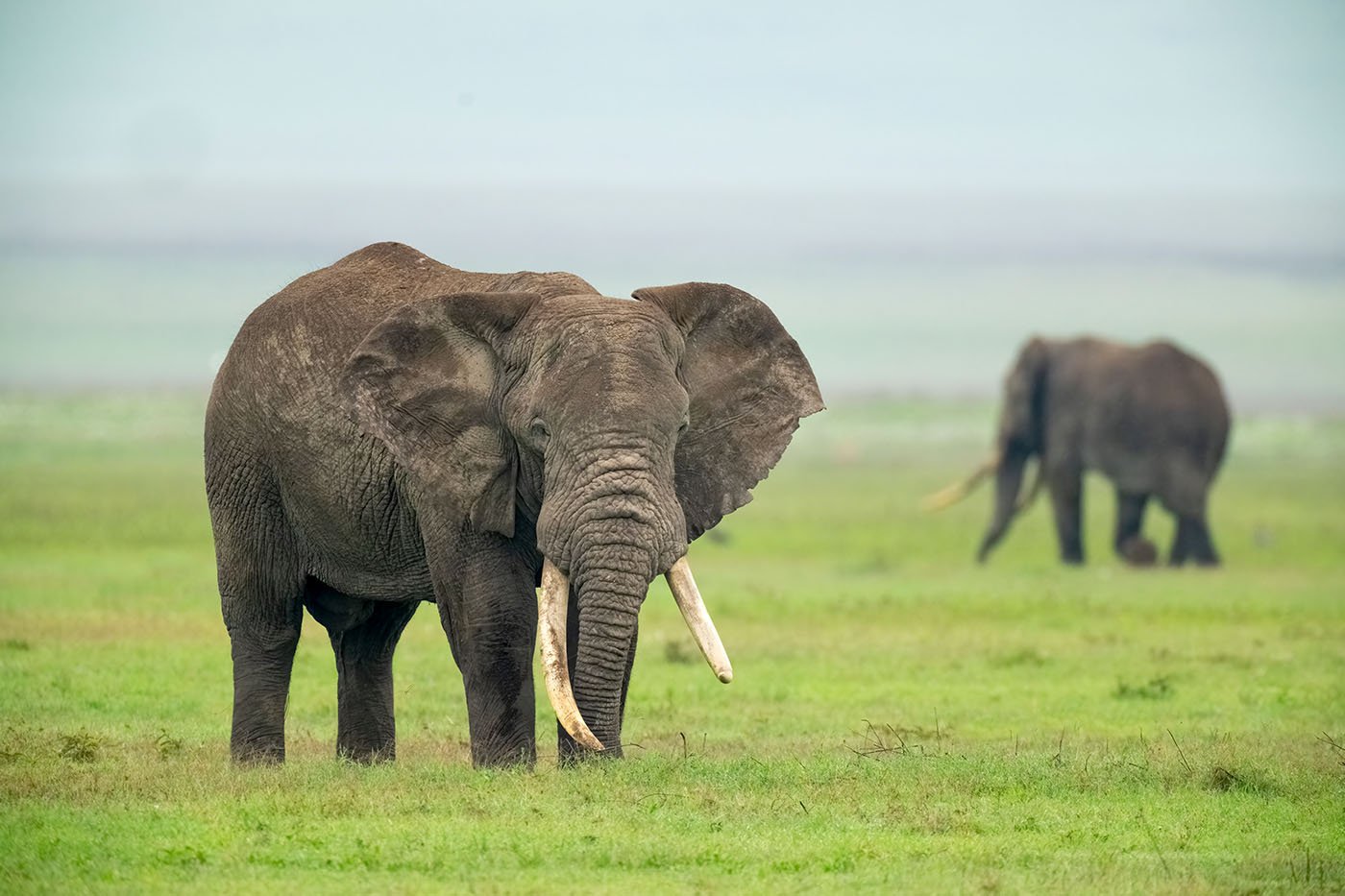 Ngorongoro-1