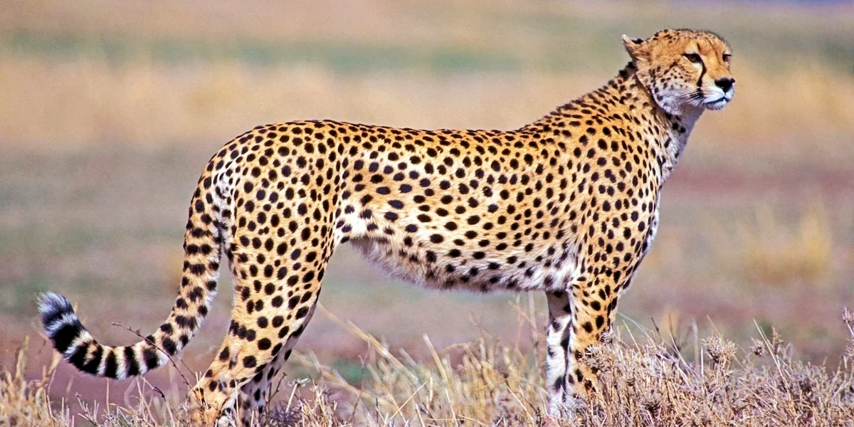 Nyerere-National-Park-
