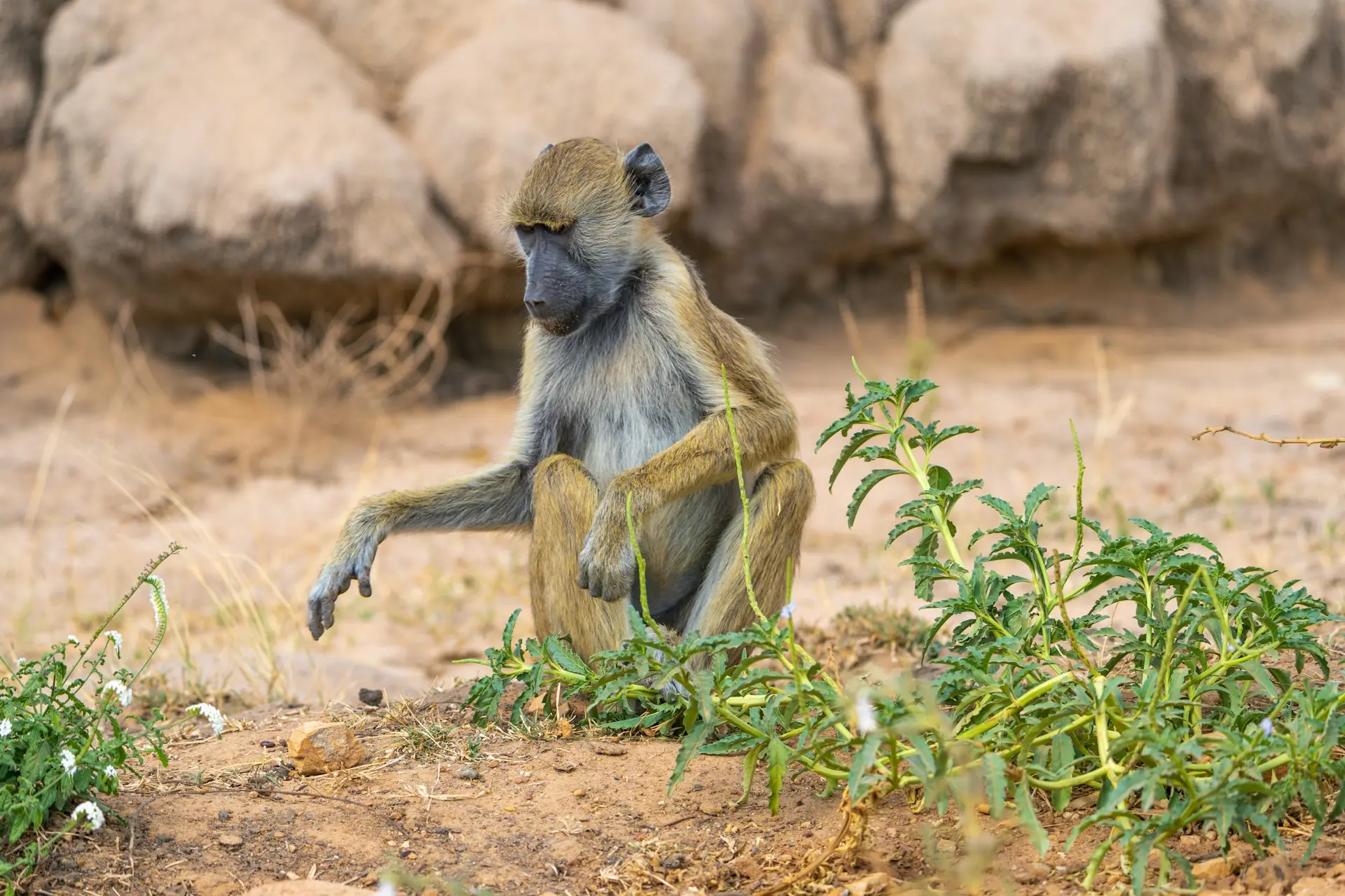 Nyerere-National-Park