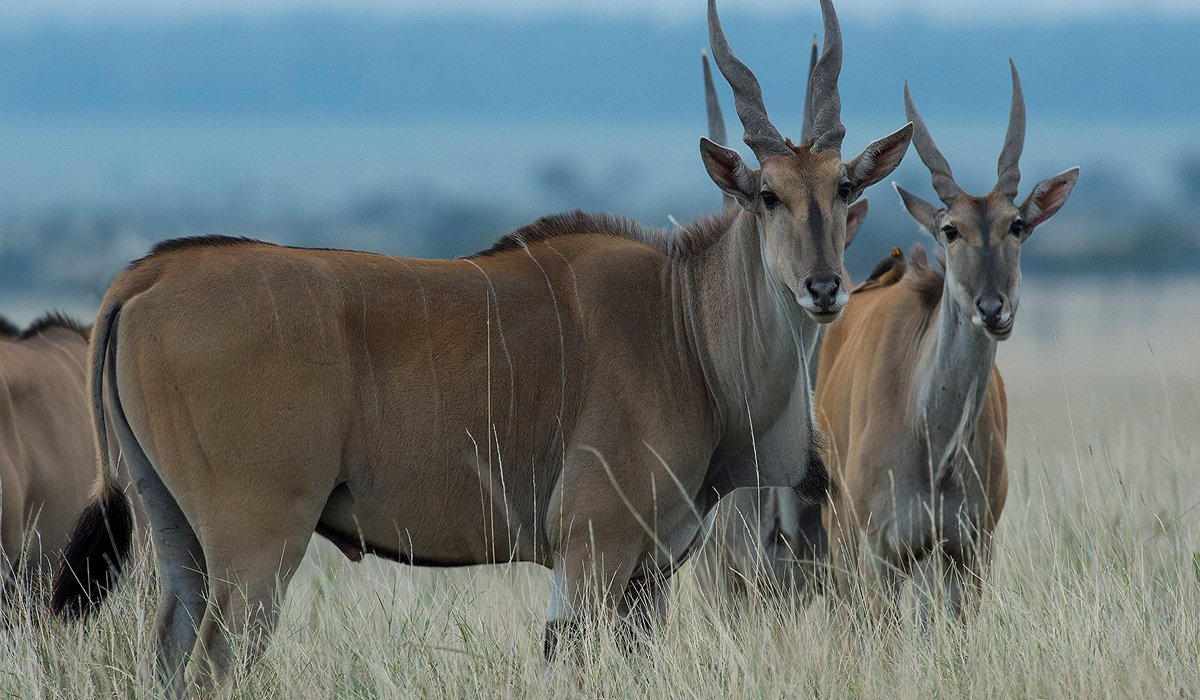 Serengeti-National-Park