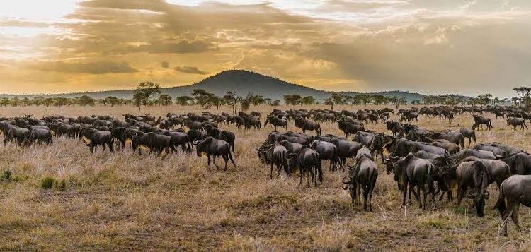 Serengeti-National-Park-Migration