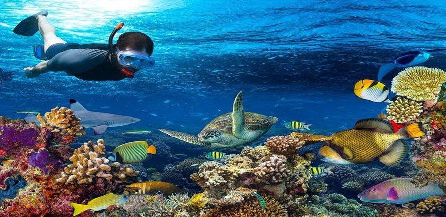 Snorkeling-at-Mnemba-