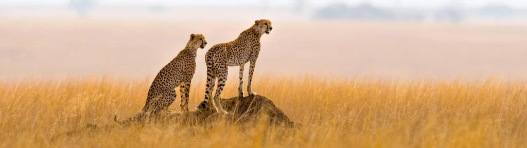 Where to Go in Tanzania