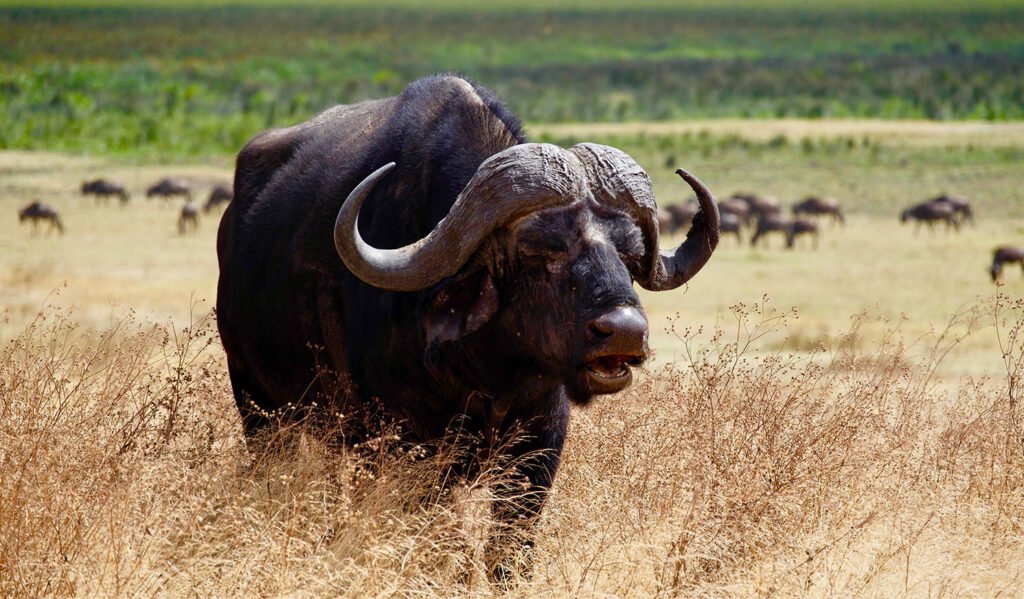 Big Five in Tanzania