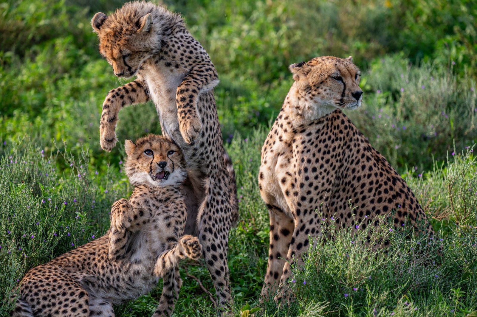 big five