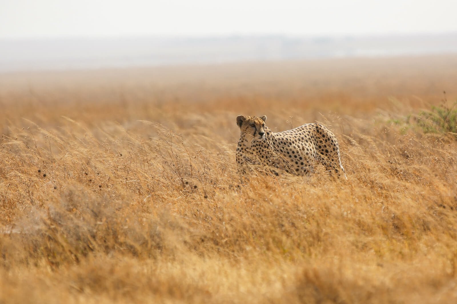 central serengeti