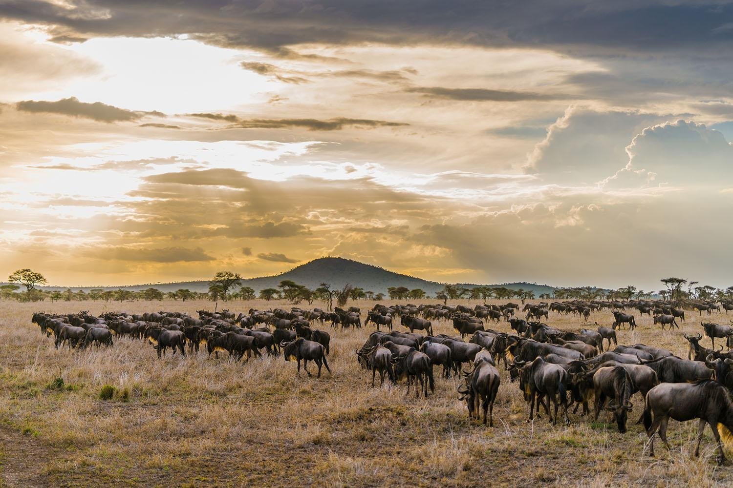 day 3 central serengeti