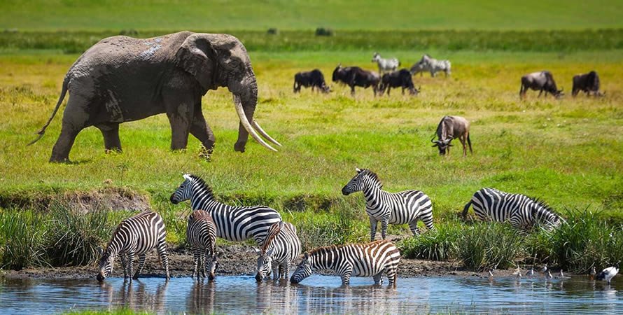 game drive ady5