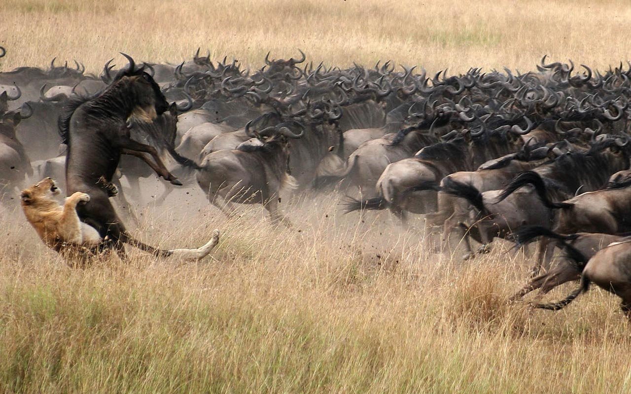 game drive, serengeti