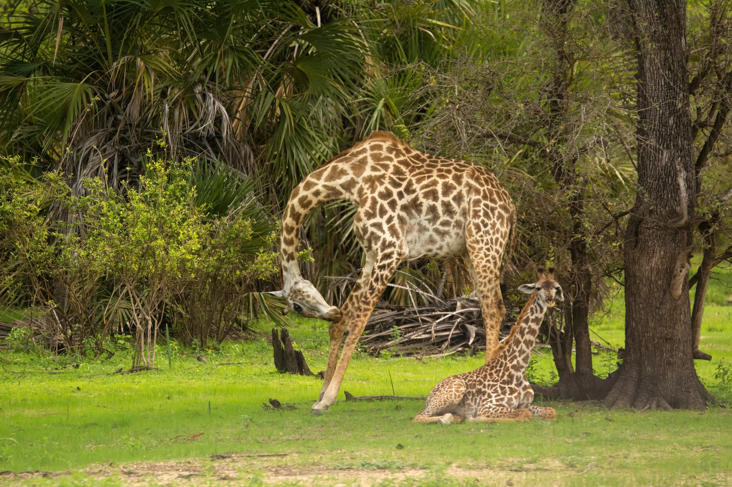 giraffes_selous_nyerere_safari