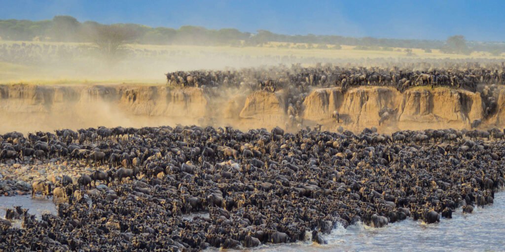 Great Migration in Tanzania