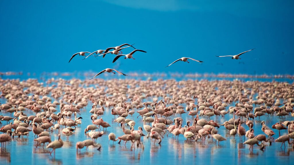 Lake Manyara National Park Tanzania Safari