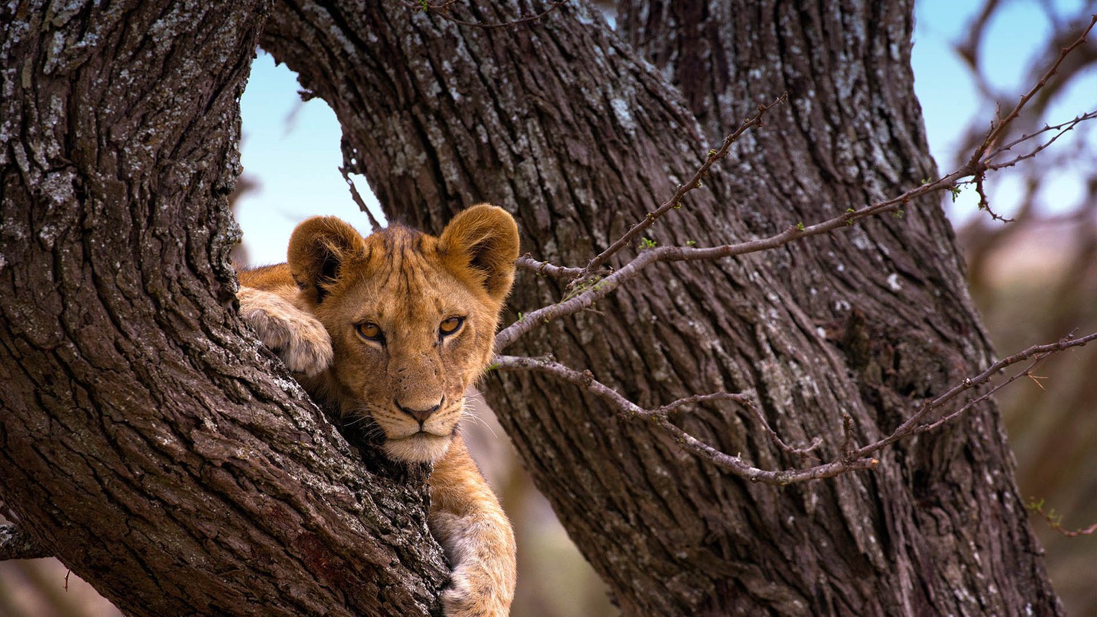 serengeti-national-park drive