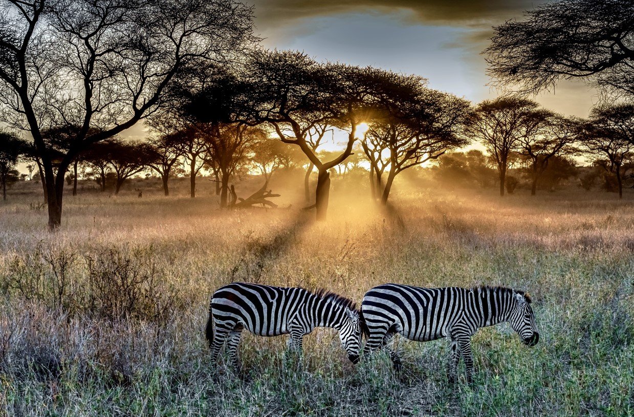 serengeti-national-park game drive