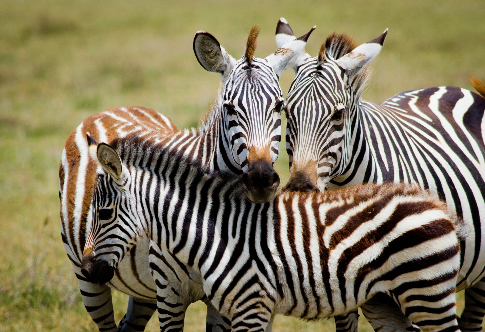 Photographic Safari Tanzania