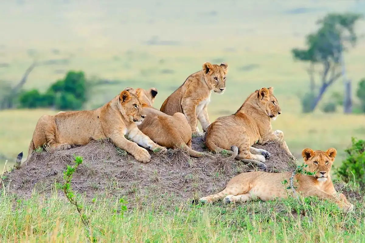 tarangire