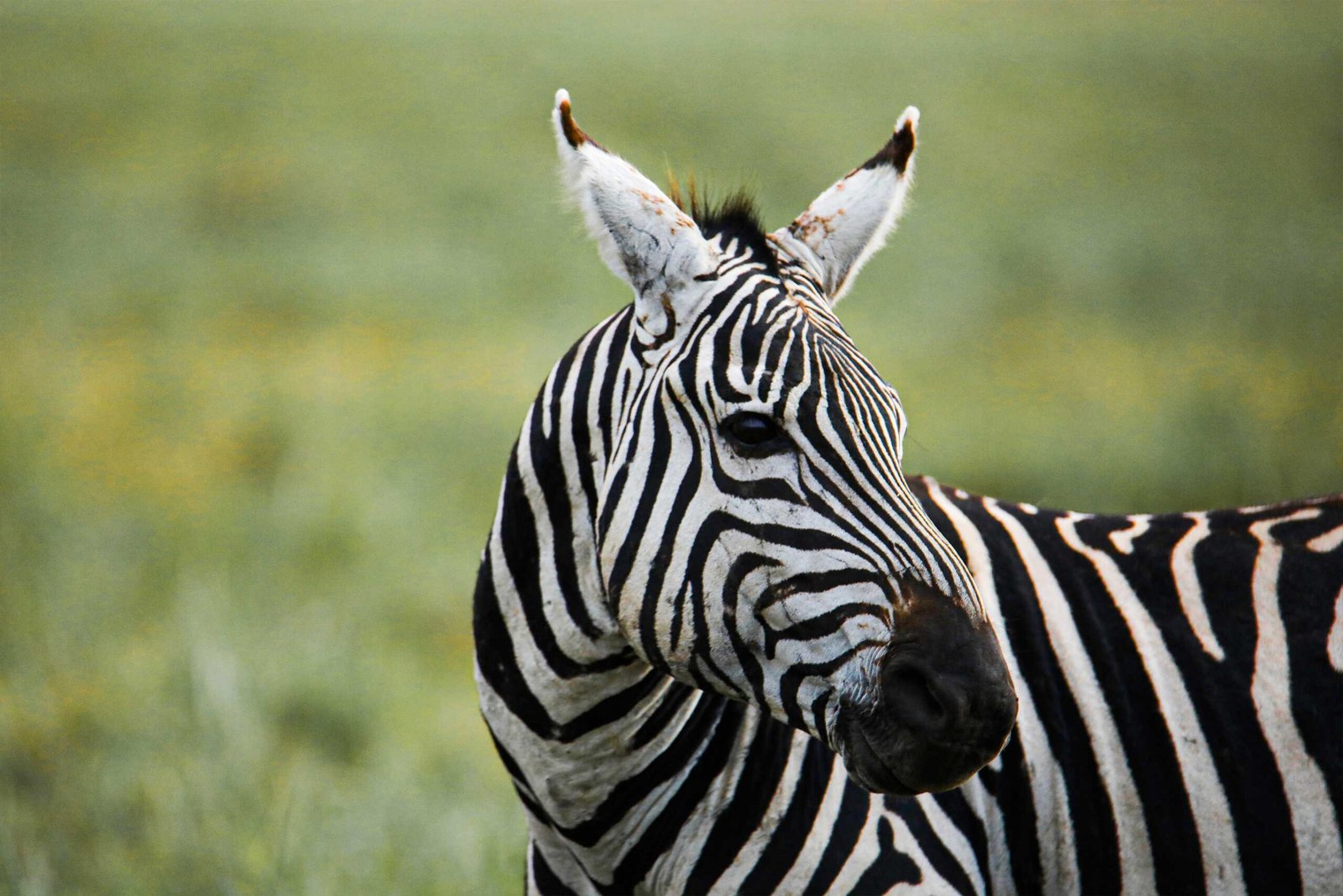 zebra shot