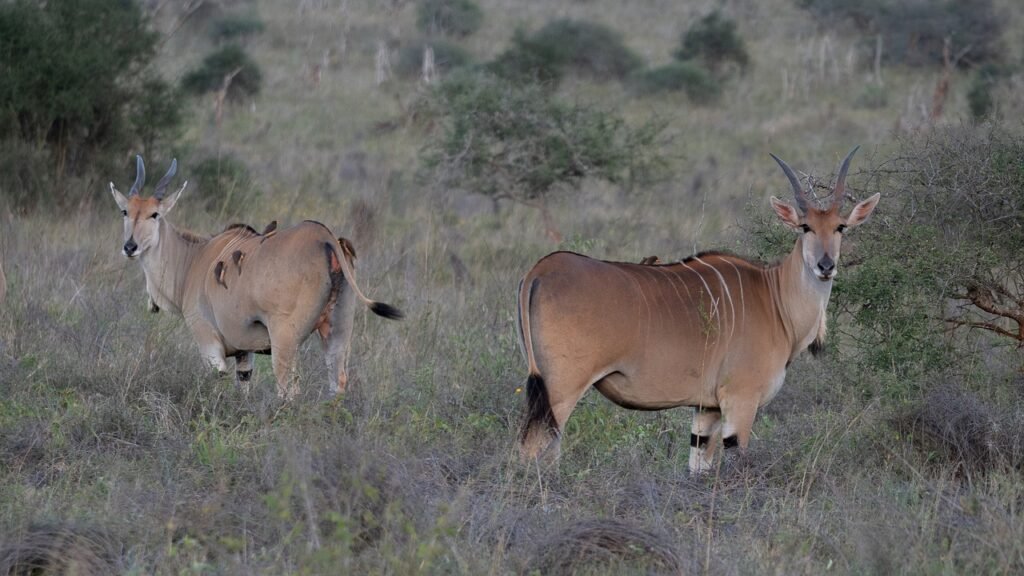 tanzania safari and zanzibar beach holiday