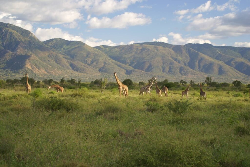 discover-mkomazi-national-park