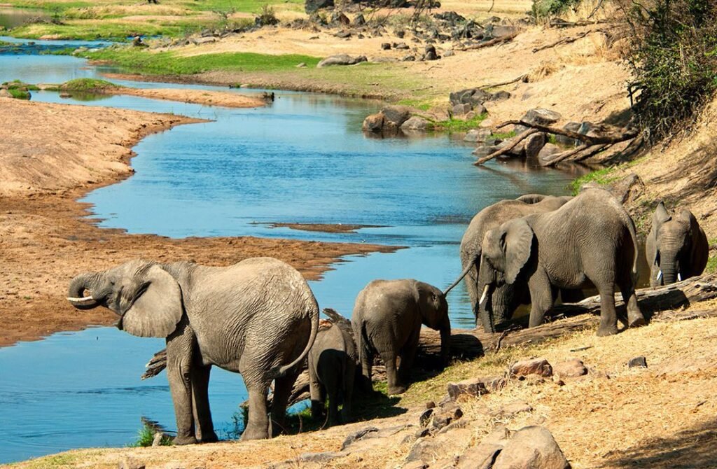ruaha-national-park-southern-tanzania-safari: Untamed Wilderness in the Heart of Southern Tanzania