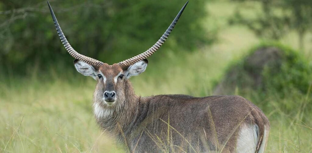Rumanyika-Karagwe National Park: Explore the Wilderness of Northwestern Tanzania