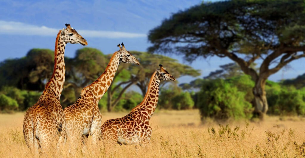 Northern & Southern Circuit Safari-tanzania-tarangire-national-park 1
