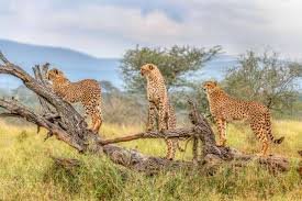 Booking Safari Holiday Deals