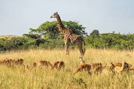 Selous National Park