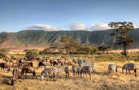 Tanzania Safaris