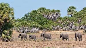 Selous National Park Safari Guide