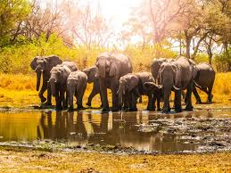 Selous National Park