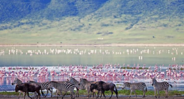 Ngorongoro Crater Safari