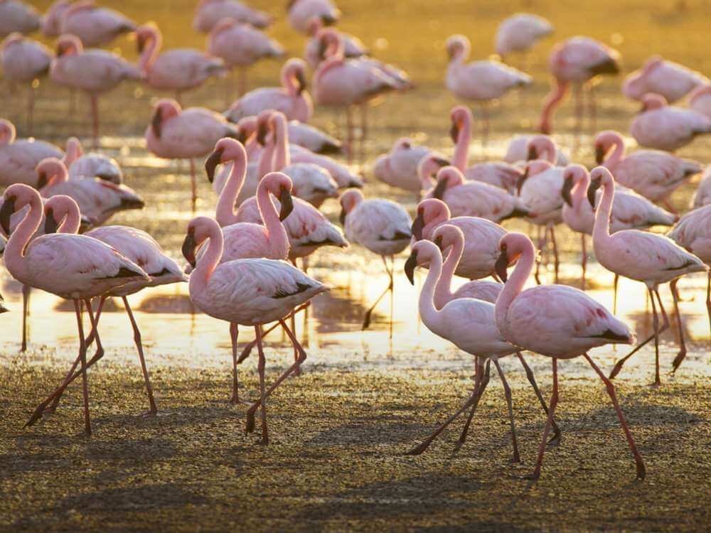 Selous National Park