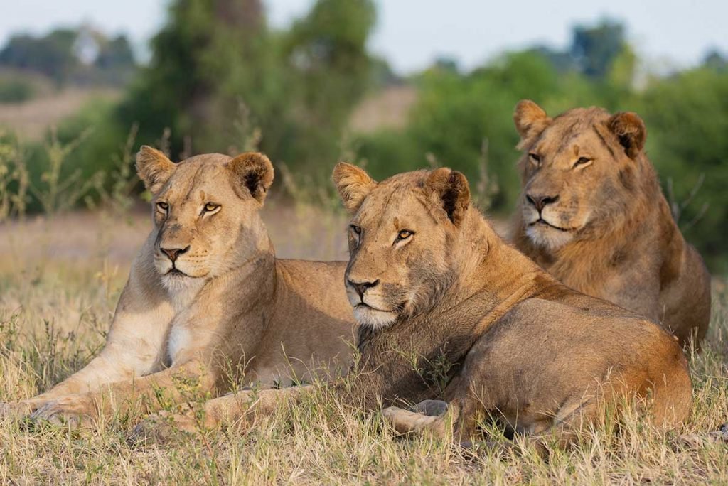 Jayplus-lion-e1739201742540.jpg
